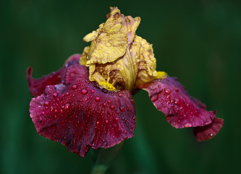 1105 presby iris gardens 031